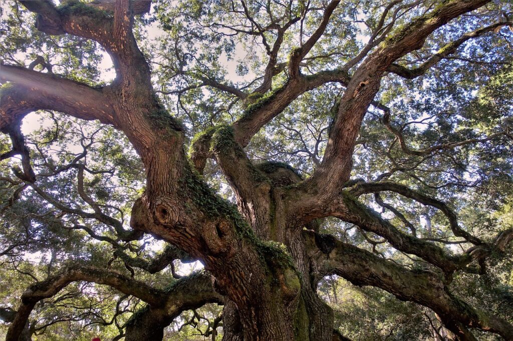 live oak, ancient, angel oak-3896840.jpg