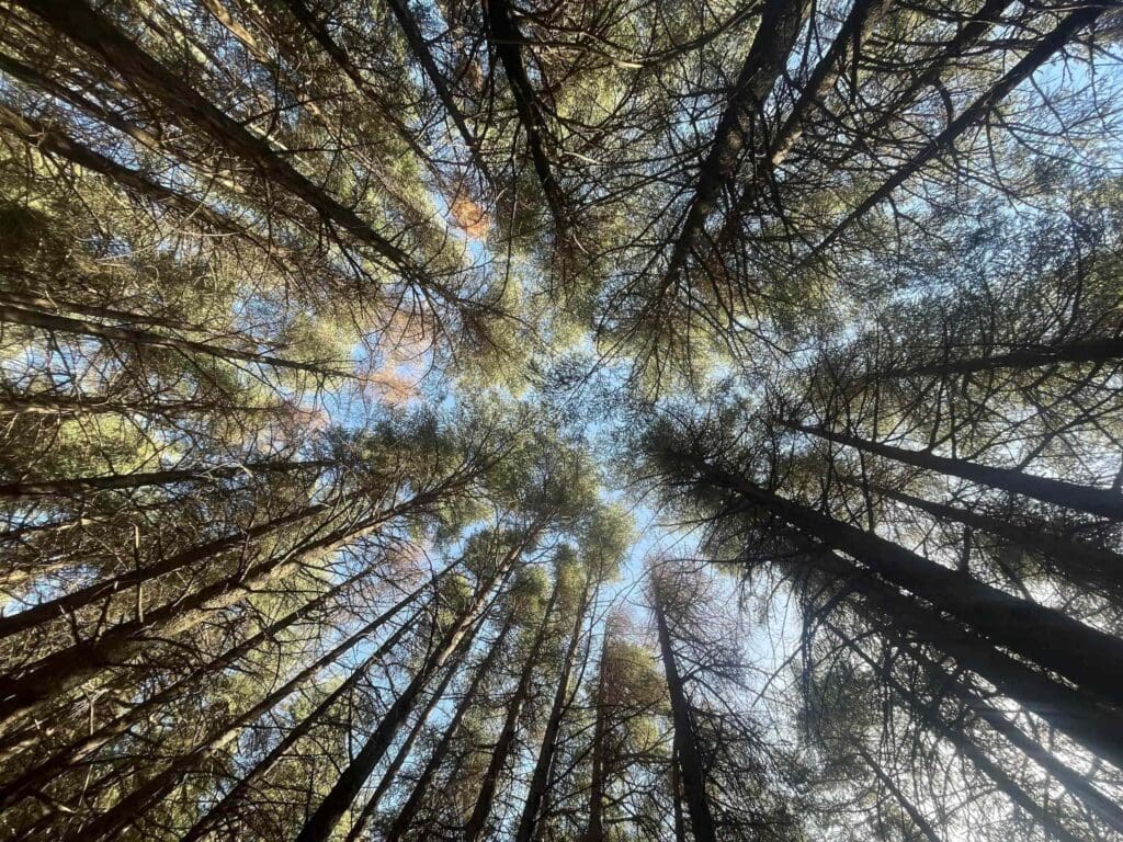 Trees to represent healing through the lens of upward vision.